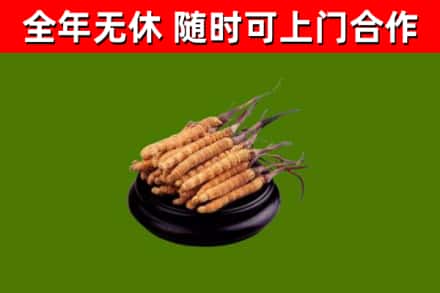 华安回收冬虫夏草